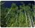 Tapis de souris foret